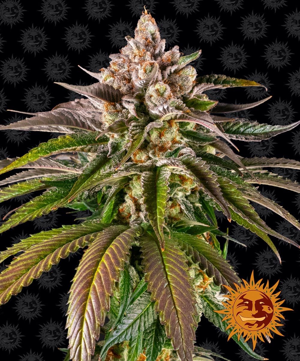 Barney's Farm Kush Mintz