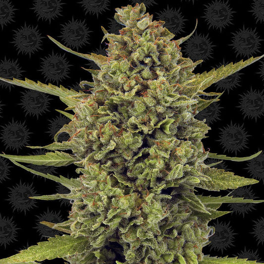 Barney's Farm Acapulco Gold