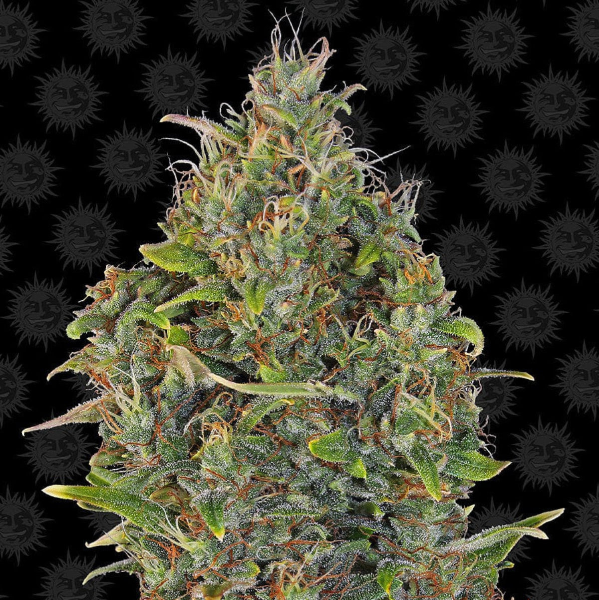 Barney's Farm Critical Kush Auto