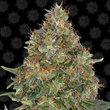 Barney's Farm Pineapple Express Auto