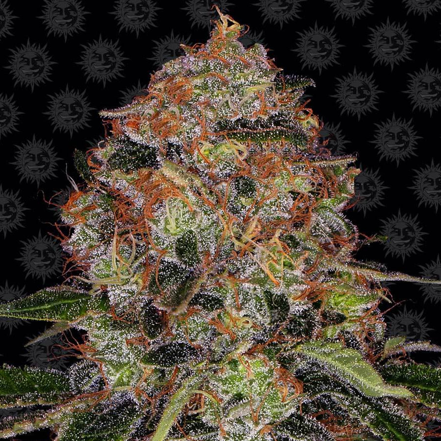 Barney's Farm Shiskaberry