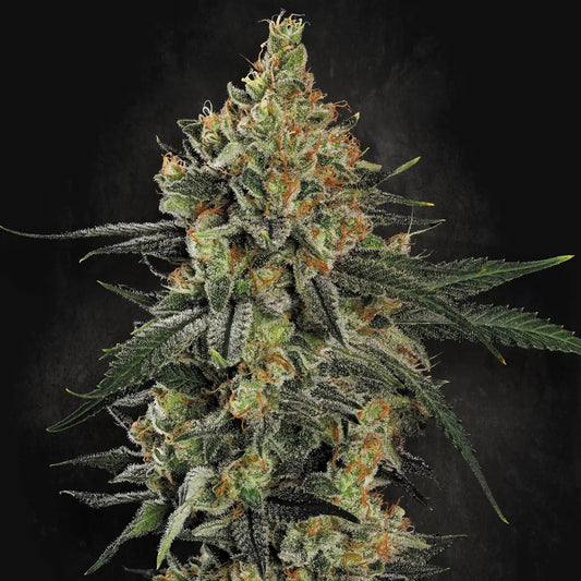 Mendo Creme Paradise Seeds