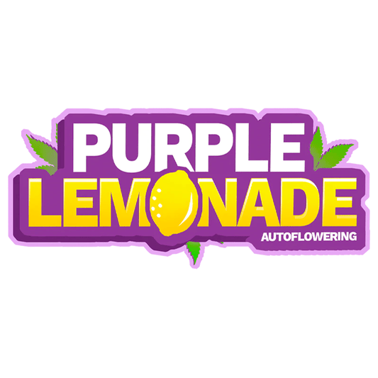 Fast Buds Purple Lemonade Auto