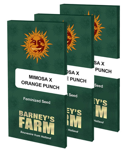 Barney's Farm Mimosa x Orange Punch